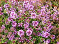 Thymus serpyllum 'Magic Carpet'
