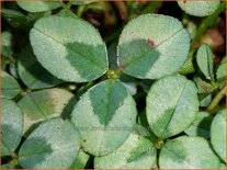 Trifolium repens 'Green Ice'