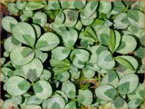Trifolium repens 'Green Ice'
