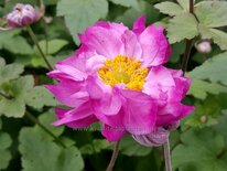 Anemone hybrida 'Carmen'