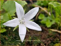 Campanula poscharskyana 'Nana Alba'