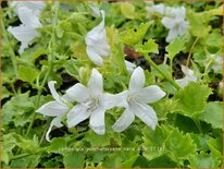 Campanula poscharskyana 'Nana Alba'