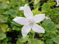 Campanula poscharskyana 'Nana Alba'
