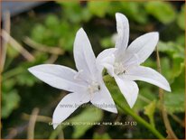 Campanula poscharskyana 'Nana Alba'