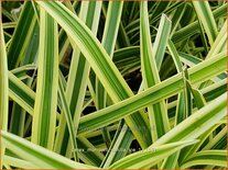 Carex morrowii 'Vanilla Ice'