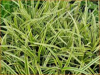 Carex morrowii 'Vanilla Ice'