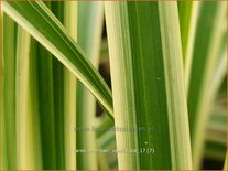 Carex morrowii 'Vanilla Ice'