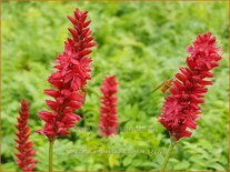 Persicaria amplexicaulis 'Bonfire'