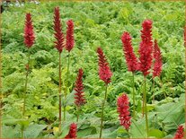 Persicaria amplexicaulis 'Bonfire'