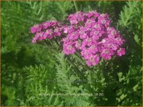 Achillea millefolium &#39;Pink Grapefruit&#39;