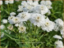 Achillea ptarmica &#39;Perry&#39;s White&#39;