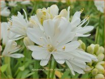 Agapanthus 'Double Diamond'
