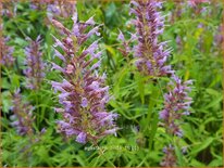 Agastache 'Linda'