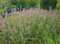Agastache 'Linda'