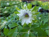 Anemone nemorosa 'Monstrosa'