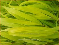 Hakonechloa macra 'Sunflare'
