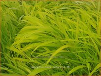 Hakonechloa macra 'Sunflare'