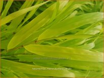 Hakonechloa macra 'Sunflare'