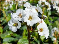 Bergenia 'Jelle'
