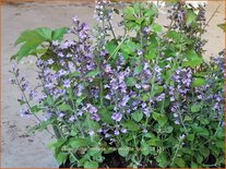 Calamintha nepeta 'Marvelette Blue'