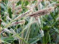 Carex oshimensis 'Green Wonder'