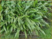 Carex plantaginea