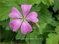 Geranium oxonianum 'Claridge Druce'