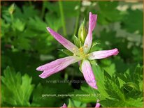 Geranium oxonianum 'Sherwood'