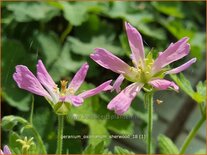 Geranium oxonianum 'Sherwood'