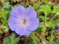 Geranium 'Rozanne'