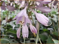 Hosta 'Halcyon'