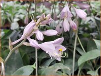 Hosta 'Halcyon'