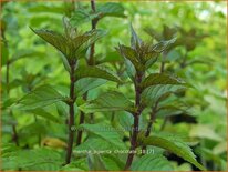Mentha piperita 'Chocolate'