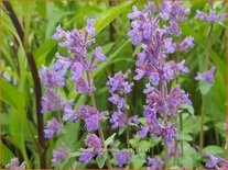 Nepeta racemosa 'Grog'