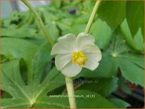 Podophyllum peltatum