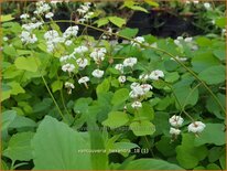 Vancouveria hexandra