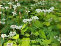 Vancouveria hexandra