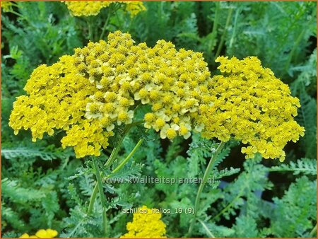 Achillea 'Helios'