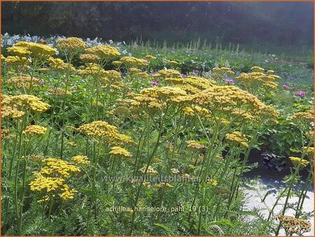 Achillea &#39;Hannelore Pahl&#39;