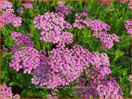 Achillea millefolium &#39;Pink Grapefruit&#39;
