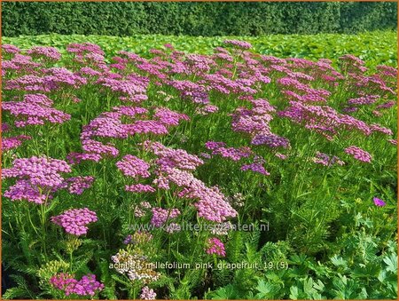 Achillea millefolium &#39;Pink Grapefruit&#39;