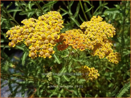 Achillea &#39;Terracotta&#39;