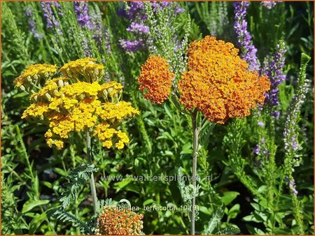 Achillea &#39;Terracotta&#39;