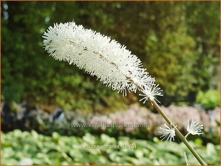 Actaea simplex