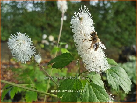 Actaea simplex