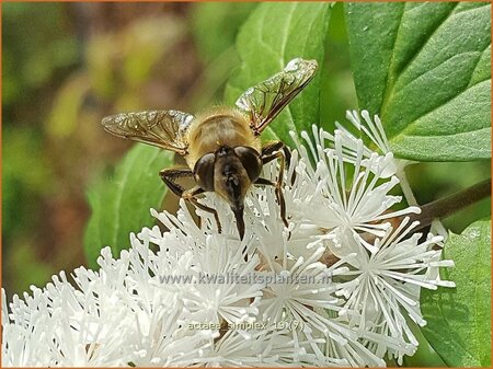 Actaea simplex