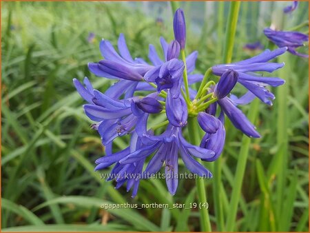 Agapanthus 'Northern Star'