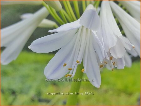 Agapanthus &#39;Silver Lining&#39;