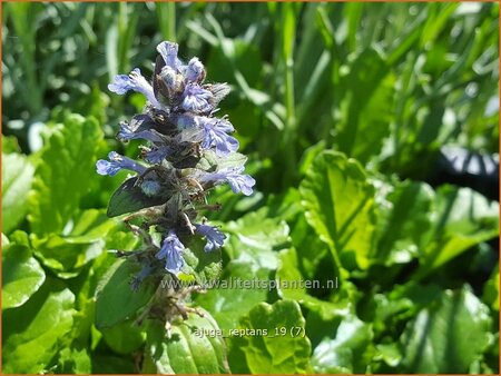 Ajuga reptans