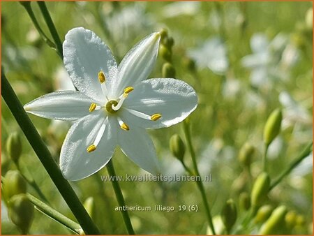 Anthericum liliago